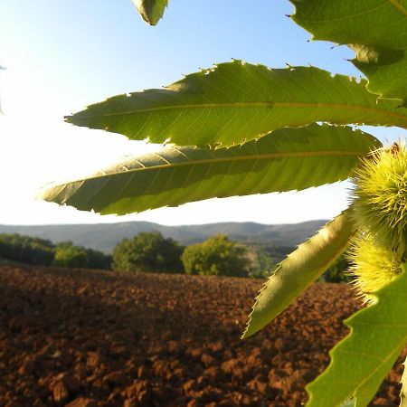 Agriristoro Podere S. Andrea Massa Marittima Buitenkant foto