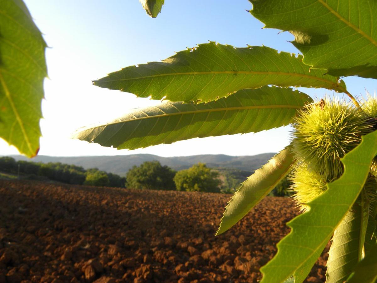 Agriristoro Podere S. Andrea Massa Marittima Buitenkant foto