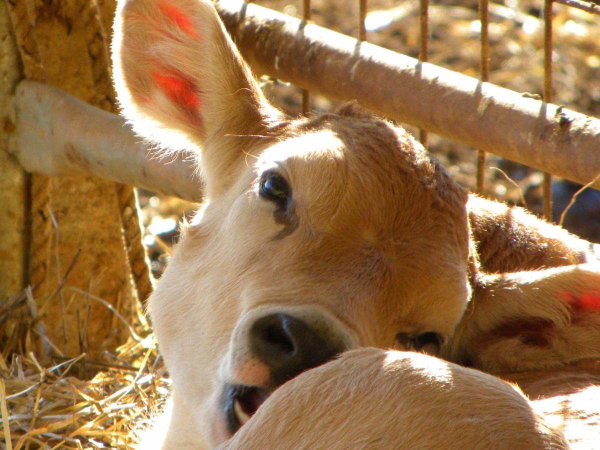Agriristoro Podere S. Andrea Massa Marittima Buitenkant foto