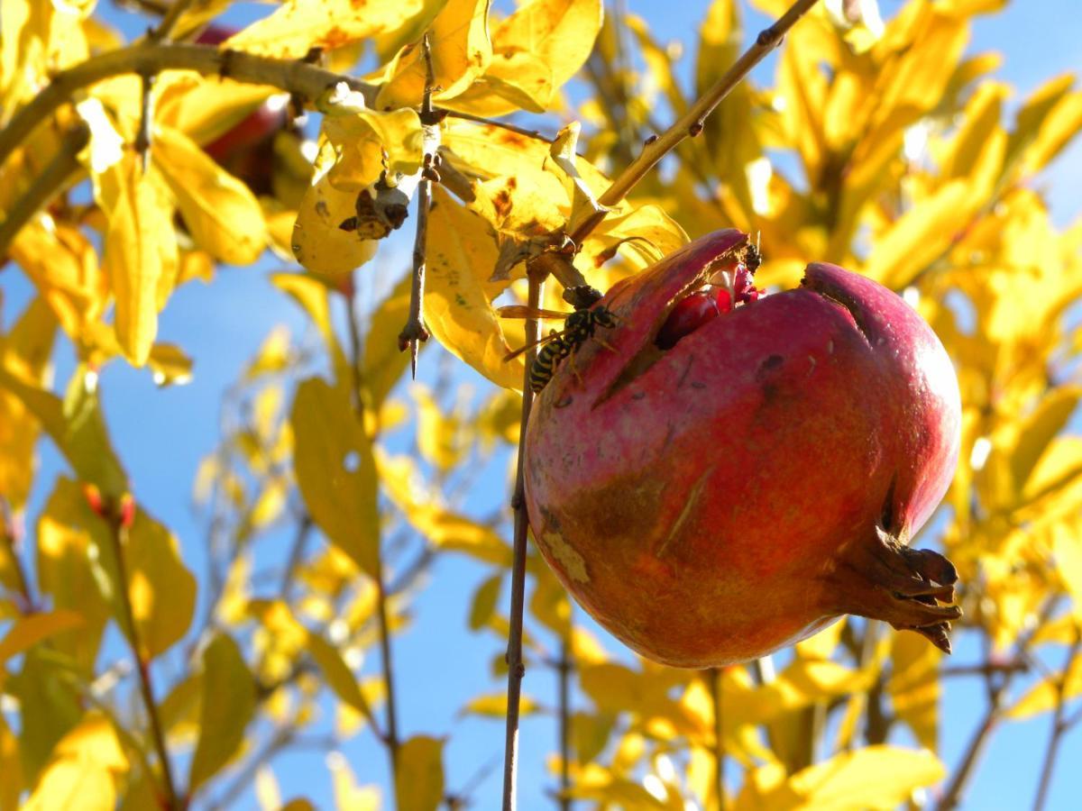 Agriristoro Podere S. Andrea Massa Marittima Buitenkant foto