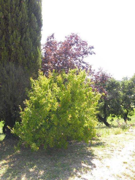 Agriristoro Podere S. Andrea Massa Marittima Buitenkant foto